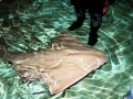 Angel Shark