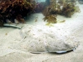 Angel Shark