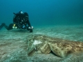 Angel Shark