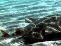 Angel Shark