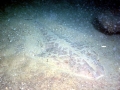 Angel Shark