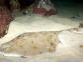 Angel Shark