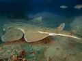 Angel Shark