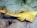 Angel Shark