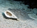 Angel Shark