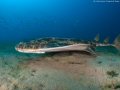 Angel Shark