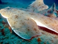 Angel Shark