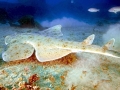 Angel Shark