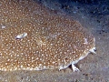 Angel Shark