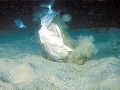 Angel Shark