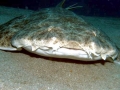Angel Shark