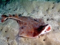 Angel Shark