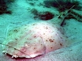 Angel Shark