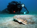 Angel Shark