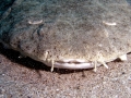 Angel Shark