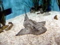 Angel Shark