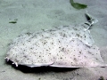 Angel Shark