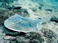 Angel Shark