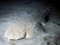 Angel Shark