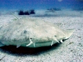 Angel Shark