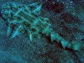 Angel Shark