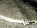 Angel Shark