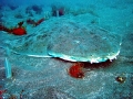 Angel Shark