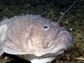 Anglerfish