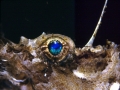 Anglerfish