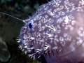 Anglerfish