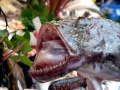 Anglerfish