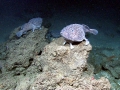 Anglerfish