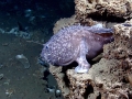 Anglerfish