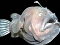 Anglerfish