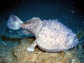 Anglerfish