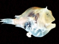 Anglerfish