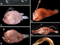 Anglerfish