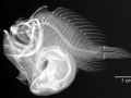 Anglerfish