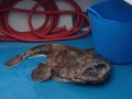 Anglerfish