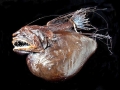 Anglerfish