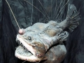 Anglerfish