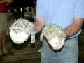 Anglerfish