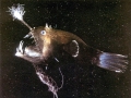 Anglerfish