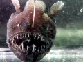 Anglerfish