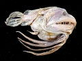 Anglerfish