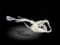 Anglerfish