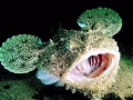 Anglerfish