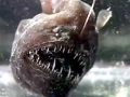 Anglerfish