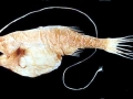 Anglerfish