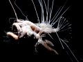 Anglerfish